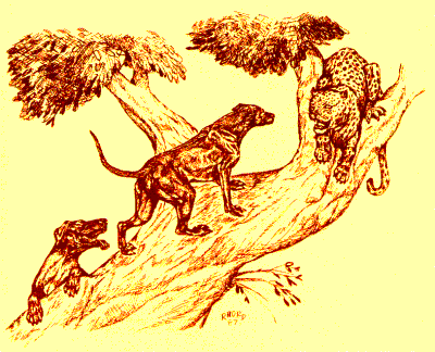 Arrowridge Rhodesian Ridgeback